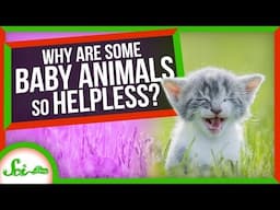 Why Are Some Animal Babies So Helpless?
