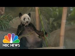 Ya Ya the panda returns to China after 20 years in U.S.